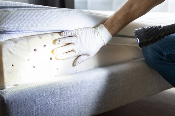 Best Bed Bug Extermination  in Florence Graham, CA
