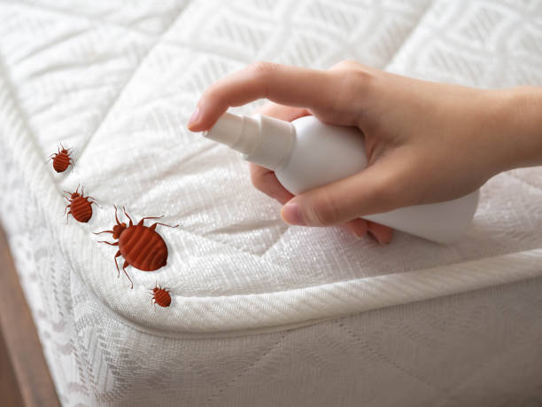 Best Mosquito Control Services  in Florence Graham, CA
