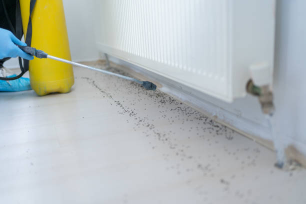 Best Wasp Removal Services  in Florence Graham, CA