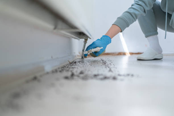 Wasp Removal Services in Florence Graham, CA